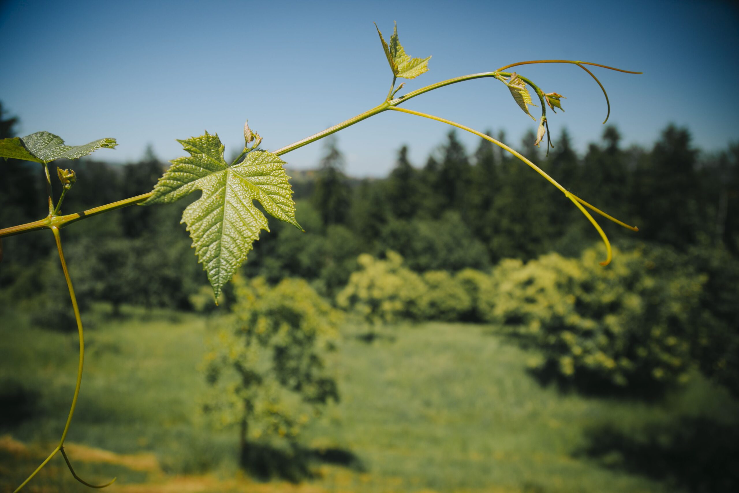 Weinregion Steiermark