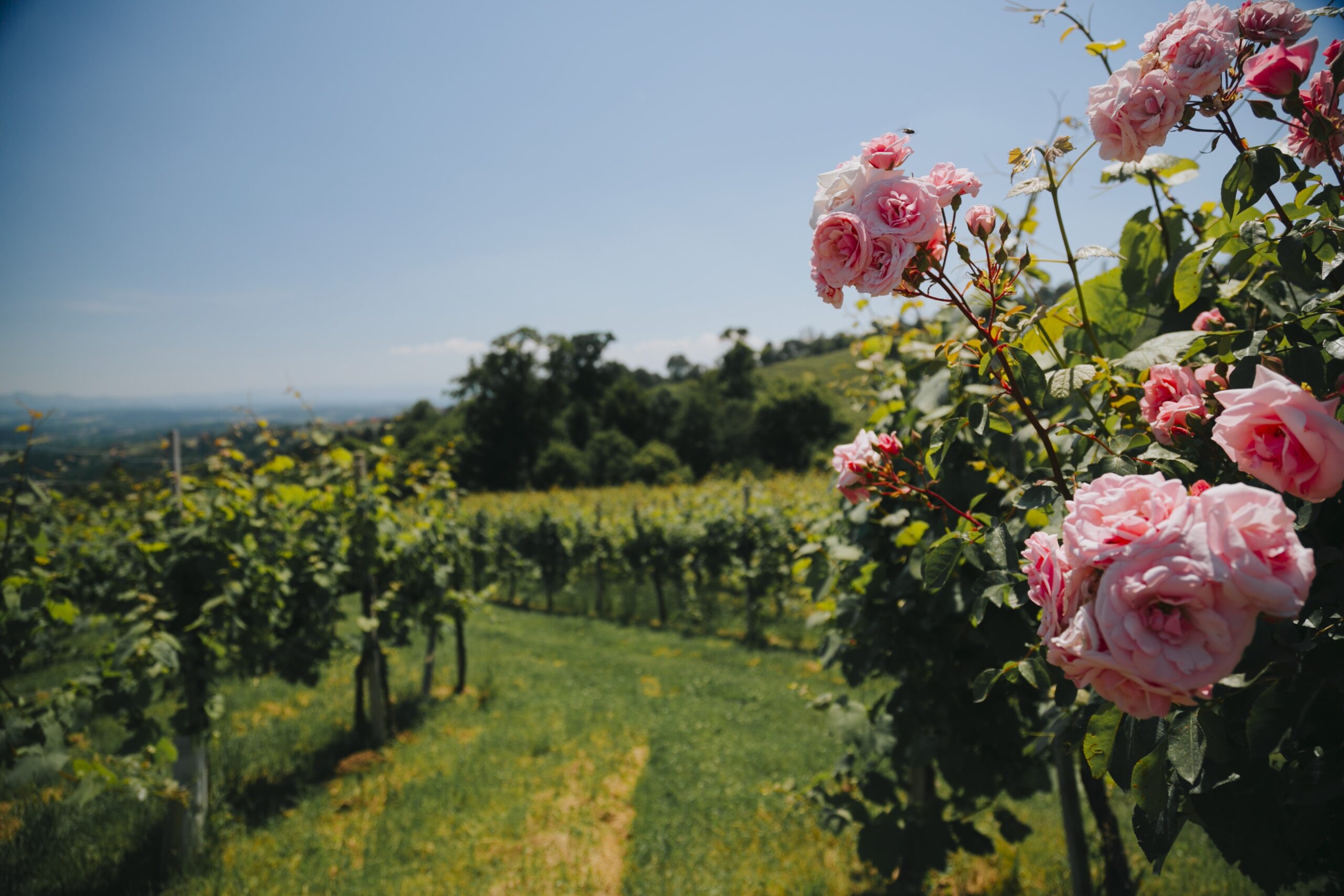 Weinregion Südsteiermark