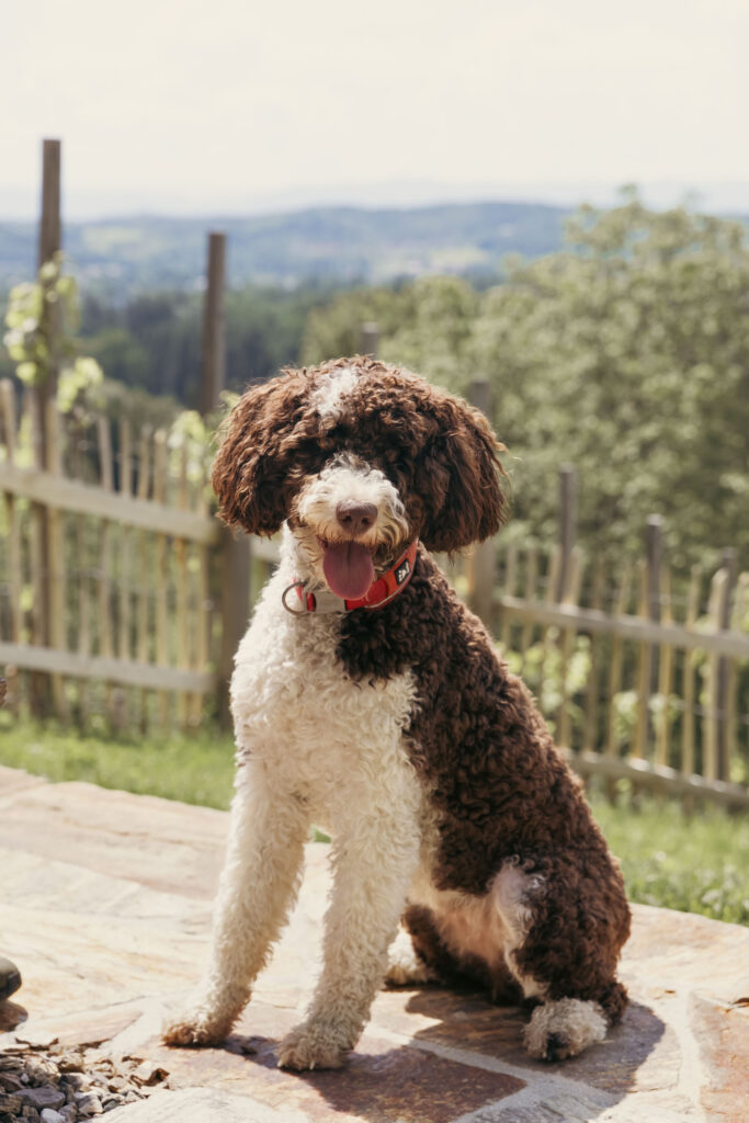 Urlaub mit Hund - Chalet Südsteiermark