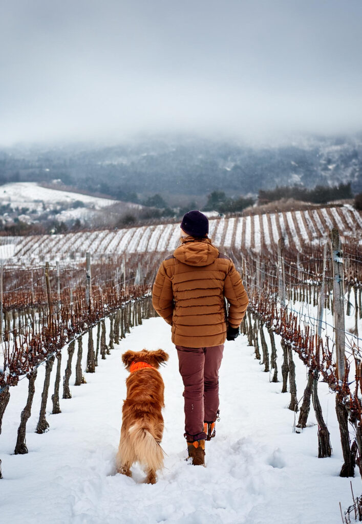 Winter in den Weinbergen