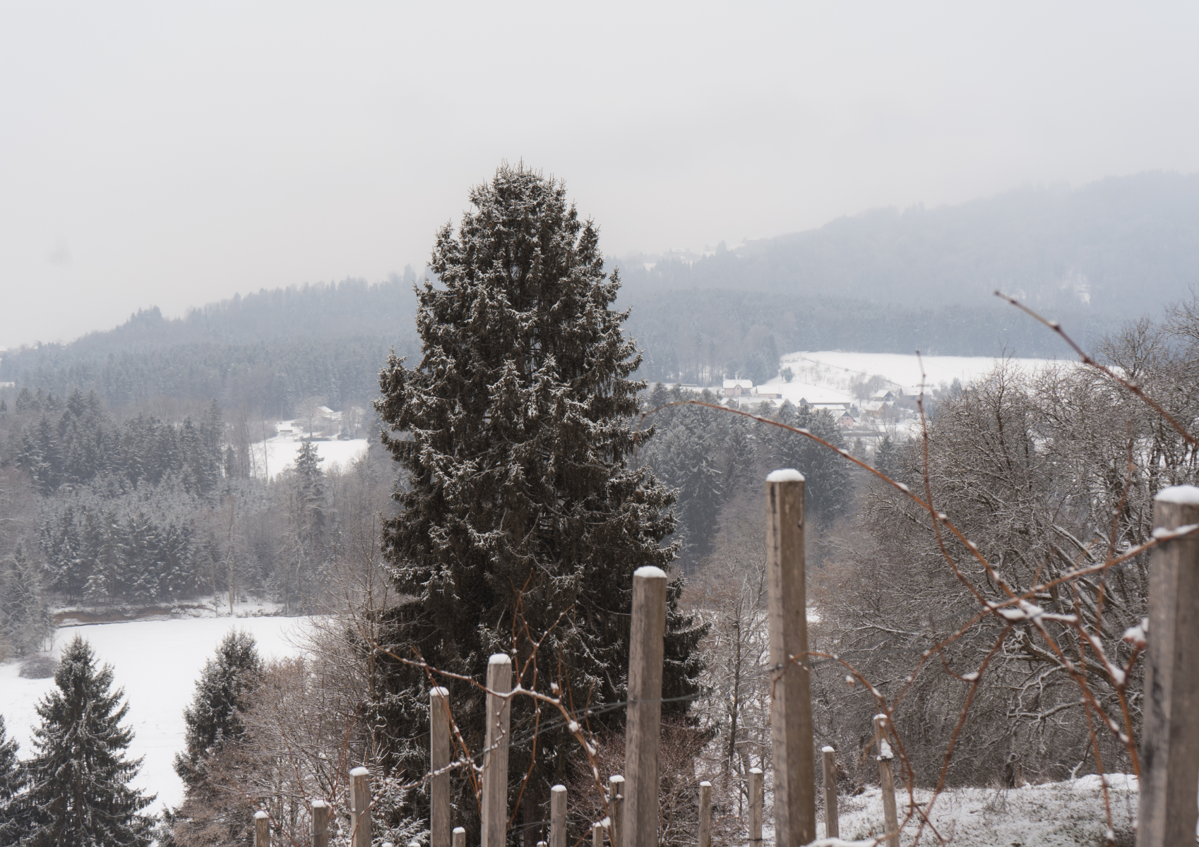 Am Wildbachberg im Winter - Aussicht auf die Landschaft